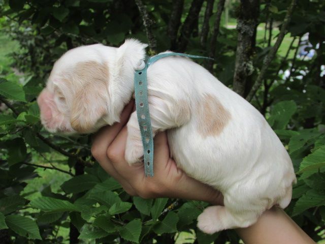 Lou Pantaï - Chiots disponibles - Cocker Spaniel Anglais