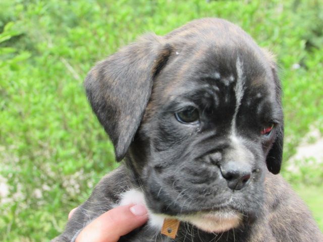 Lou Pantaï - Chiots disponibles - Boxer