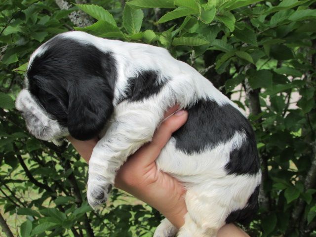 Lou Pantaï - Chiots disponibles - Cocker Spaniel Anglais